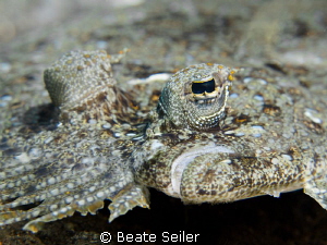 Flounder face by Beate Seiler 